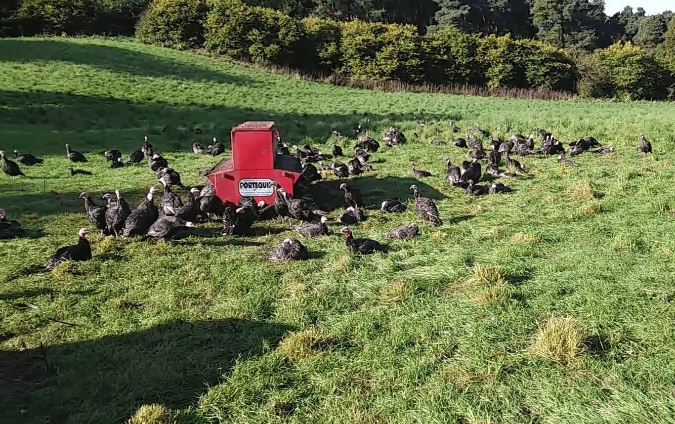 Turkeys in pasture